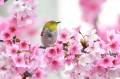 Oiseau Fleur de Cerisier Printemps Peinture à partir de Photos à Art